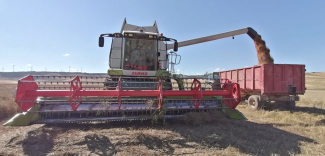 camelina seeds harvesting