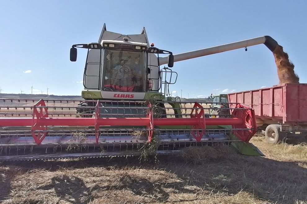camelina seeds harvesting