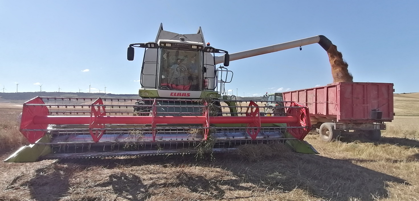 camelina seeds harvesting