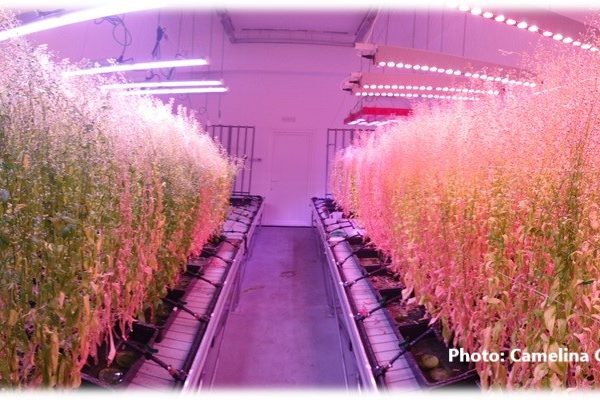 Camelina Growth chamber