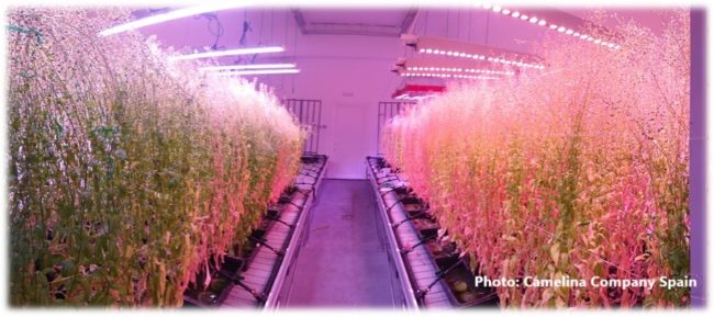 Camelina Growth chamber