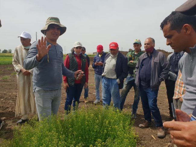 ICARDA Marchouch Farm Manager explaining farmers potential of Camelina as ‘new’ oil seed crop for Morocco.