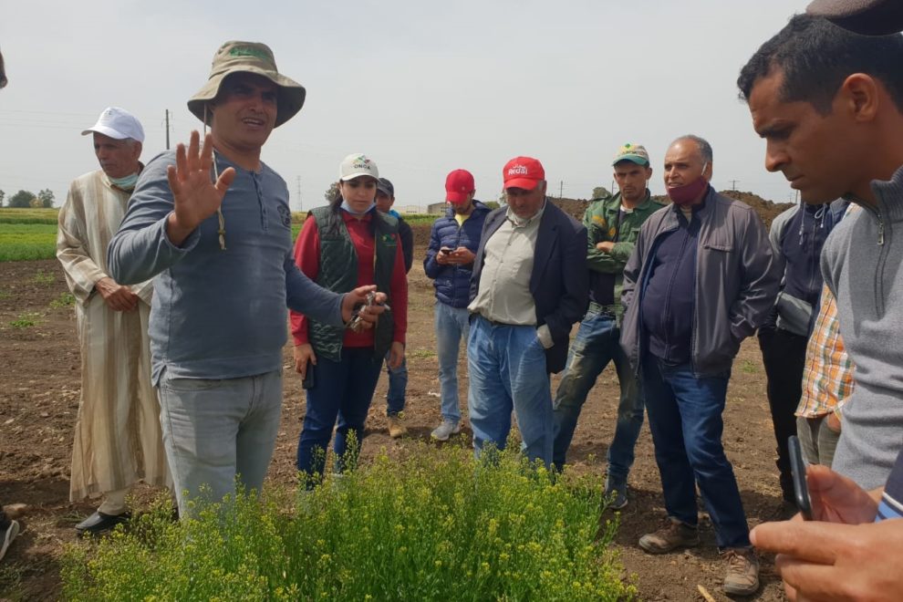 ICARDA Marchouch Farm Manager explaining farmers potential of Camelina as ‘new’ oil seed crop for Morocco.