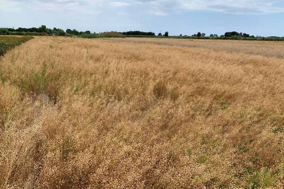 AN UPCOMING AGRONOMIC TRIAL OF CAMELINA IN GREECE