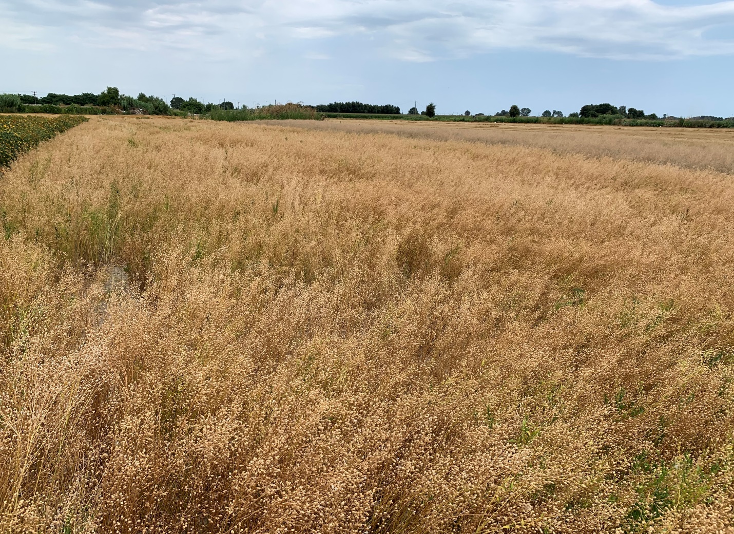 AN UPCOMING AGRONOMIC TRIAL OF CAMELINA IN GREECE