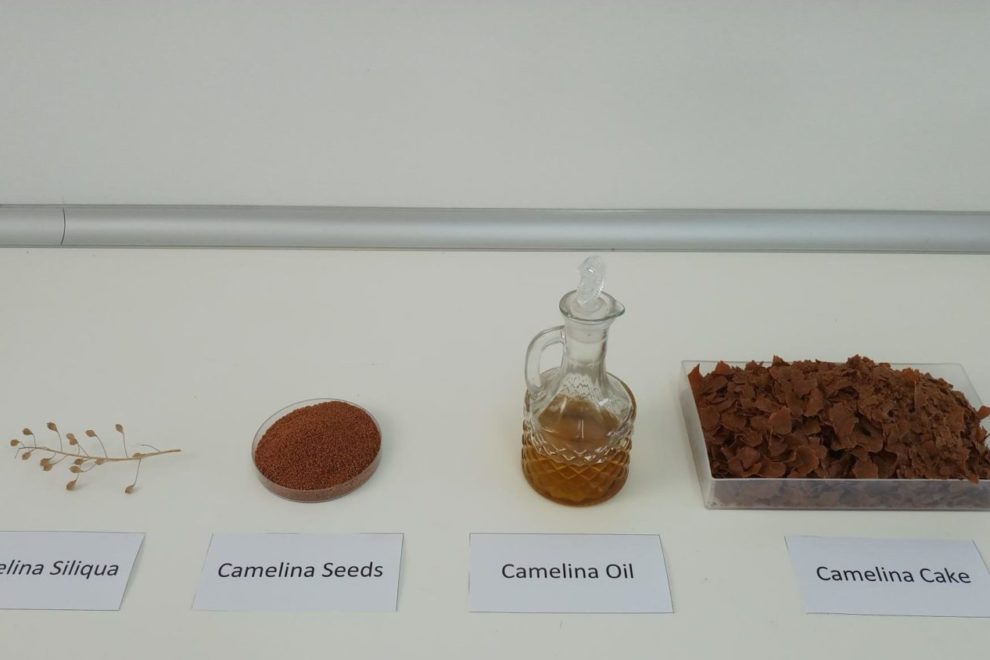 Camelinna seeds