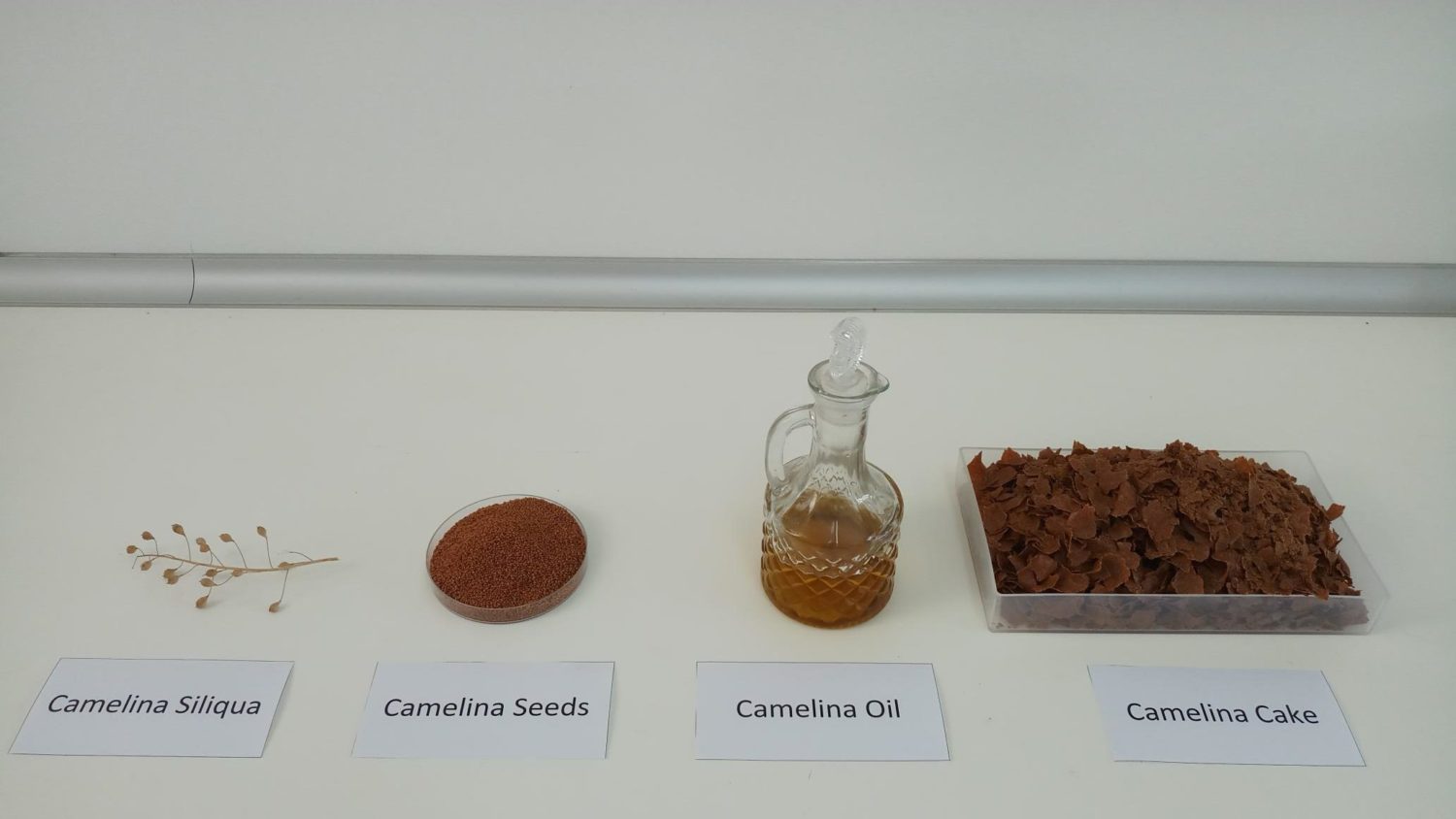 Camelinna seeds