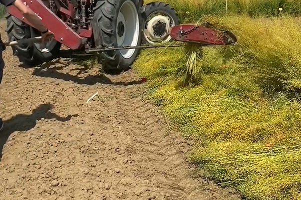 Camelina cutting and swathing