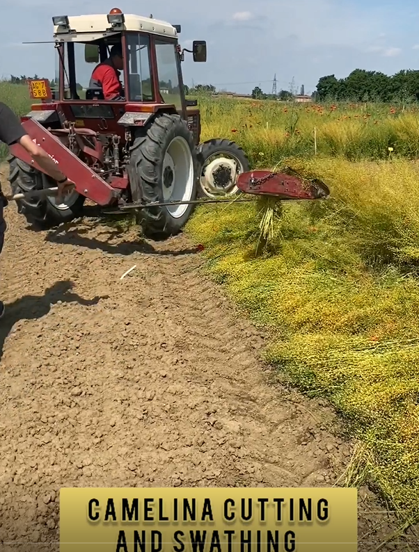 Camelina cutting and swathing