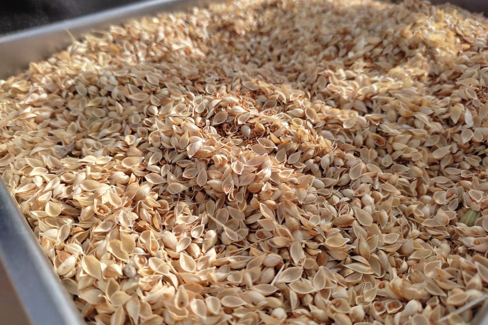 camelina