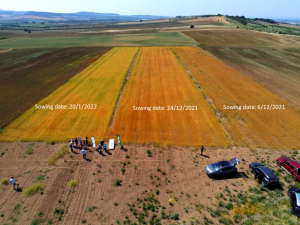 CAMELINA TRIAL IN CHALKIDIKI_Photo credit BIOS